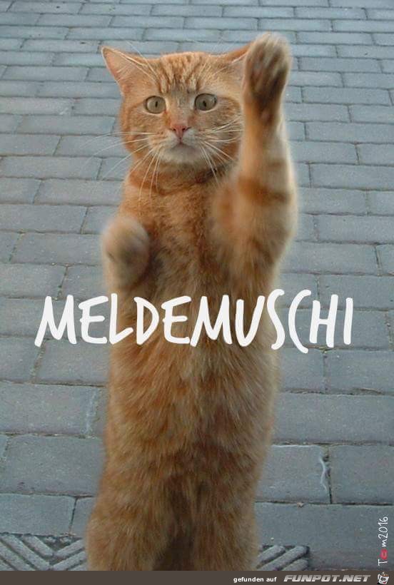 Meldemuschi Meldemuschi