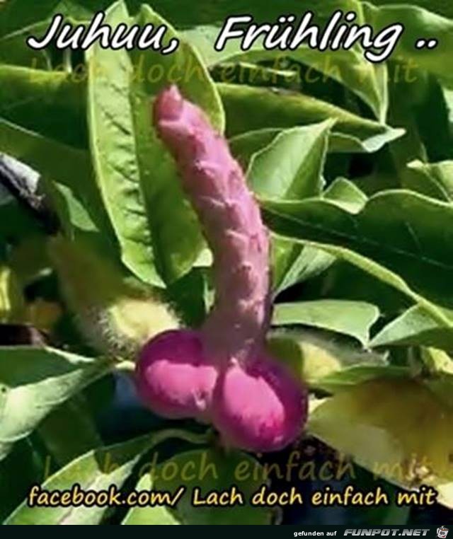 Frühling Frühling