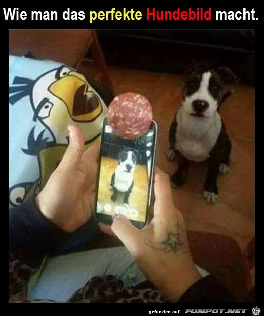 Das perfekte Hundefoto