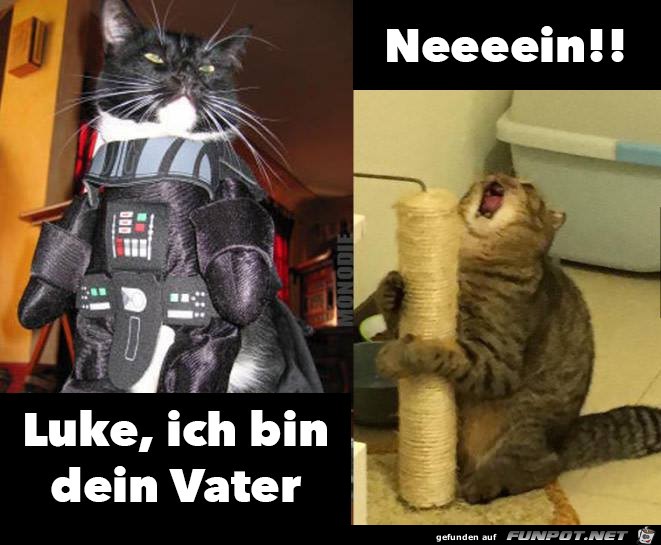 Bin dein Vater Bin dein Vater