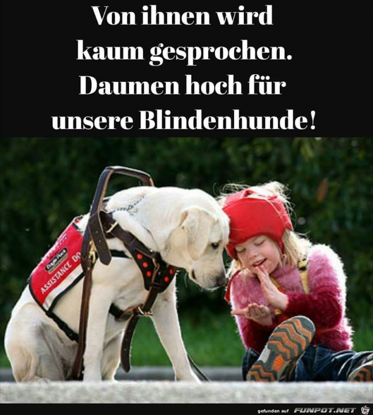 Unsere Blindenhunde