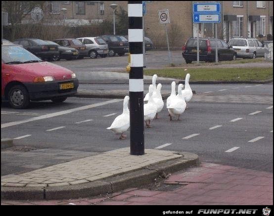 gänsemarsch gänsemarsch