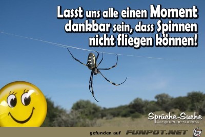 Spinnen Spinnen