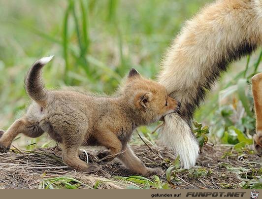 Mtter- mit Baby-Tieren!