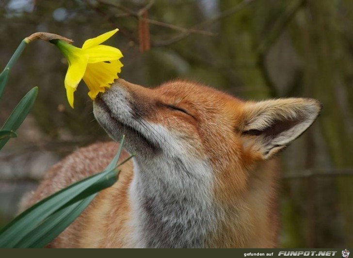 Tiere lieben Blumen!