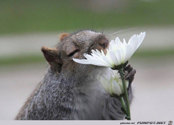 Tiere lieben Blumen!