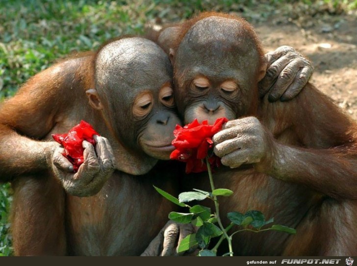 Tiere lieben Blumen!