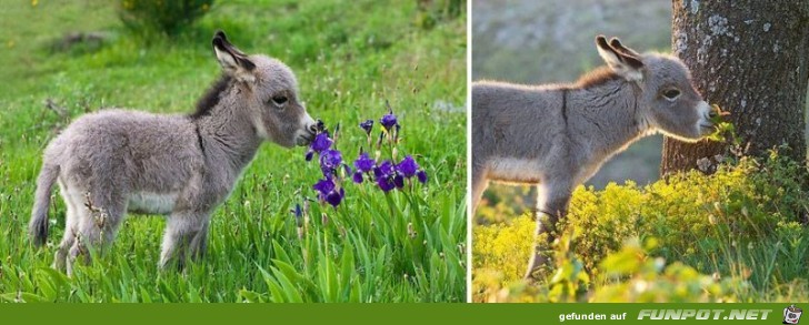 Tiere lieben Blumen!