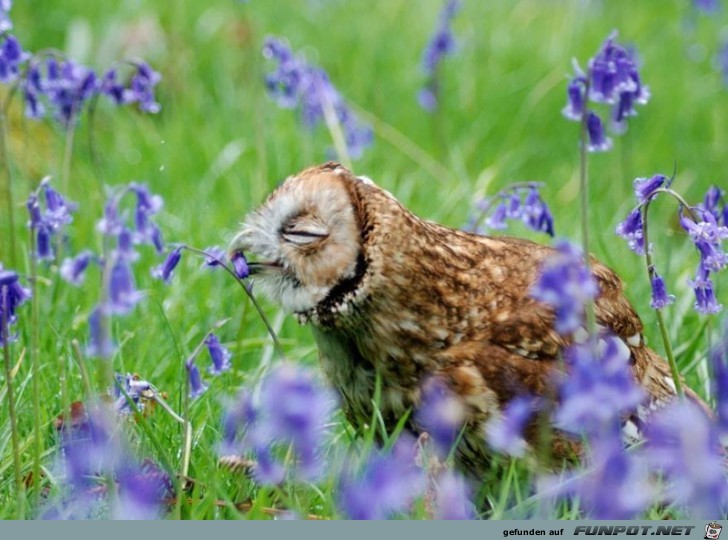 Tiere lieben Blumen!