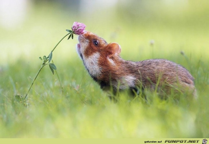 Tiere lieben Blumen!