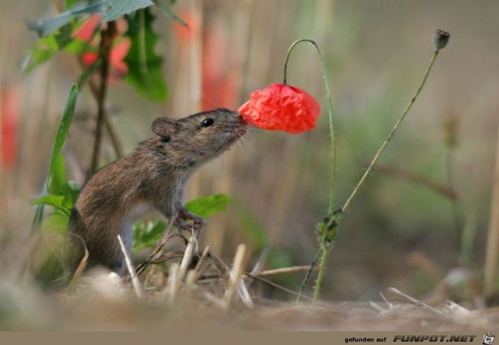 Tiere lieben Blumen!