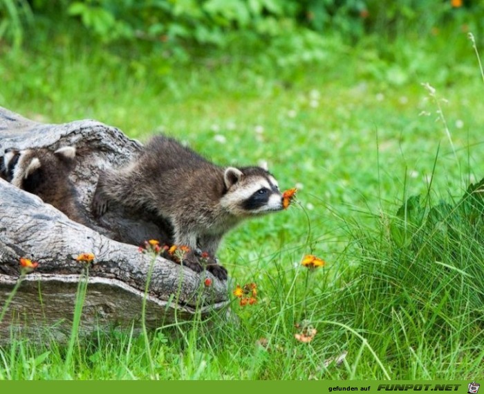 Tiere lieben Blumen!