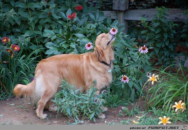 Tiere lieben Blumen!