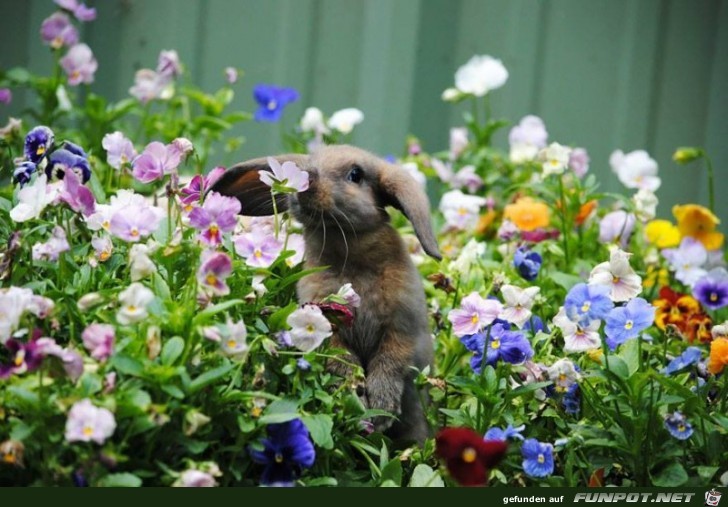 Tiere lieben Blumen!