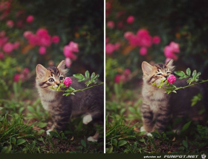 Tiere lieben Blumen!