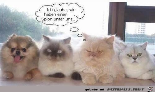 Spion Spion