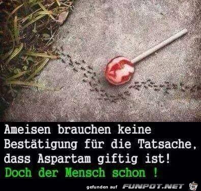 Ameisen sind schlau Ameisen sind schlau