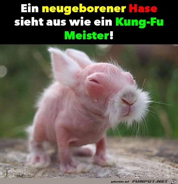 Neugeborener Hase