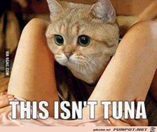 Das ist kein Thunfisch Das ist kein Thunfisch