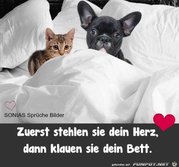 Zuerst stehlen sie dein Herz Zuerst stehlen sie dein Herz