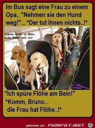 Nehmen sie den Hund weg