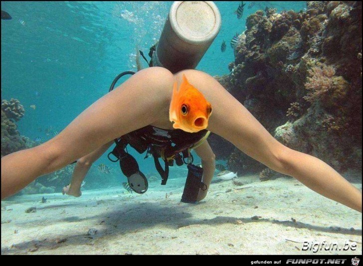 Fisch Fisch