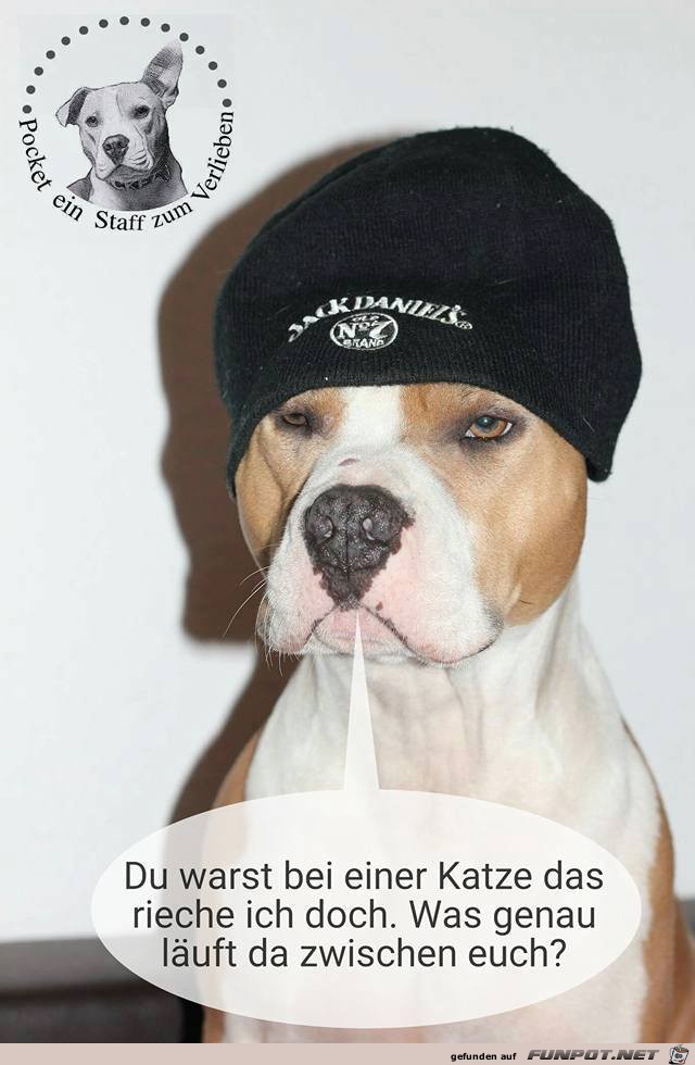 Du warst bei einer Katze Du warst bei einer Katze