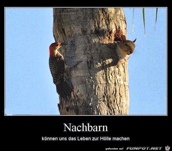 Nachbarn Nachbarn