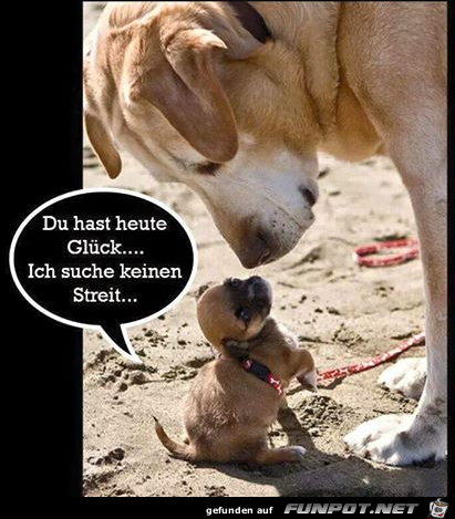 Du hast heute Glück suche keinen Streit Du hast heute Glück suche keinen Streit