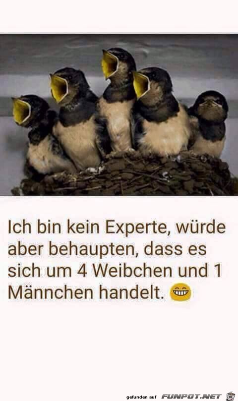 Bin kein Experte Bin kein Experte