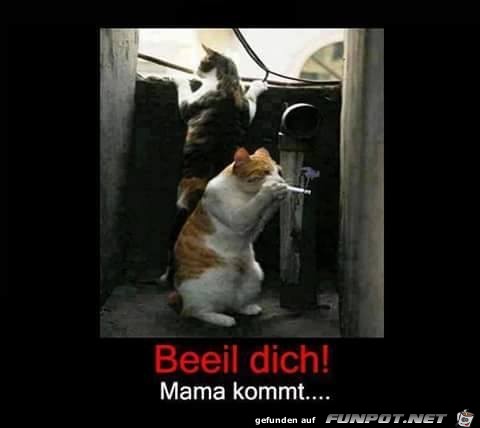 Beeil dich