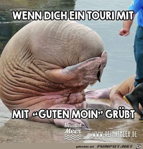Touri Touri