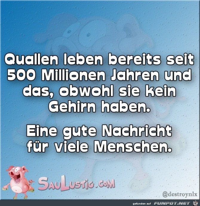 Quallen Quallen