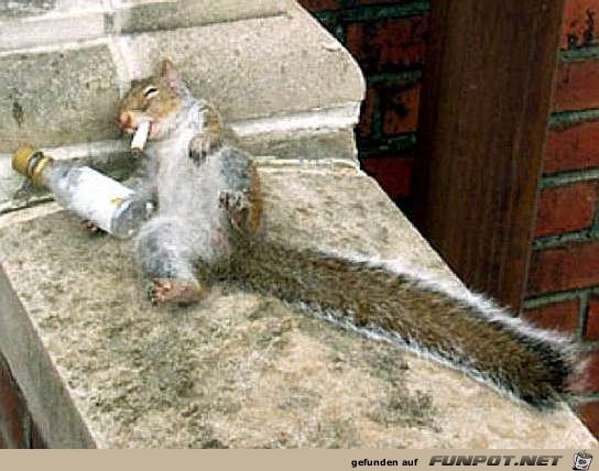Rausch Rausch