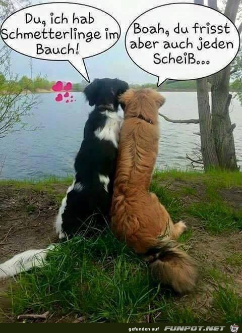 Hab Schmetterlinge Hab Schmetterlinge