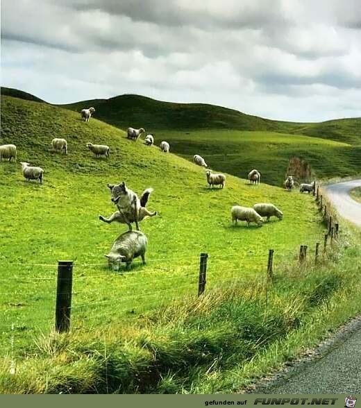 Das andere Bockspringen Das andere Bockspringen