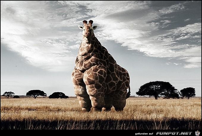 McDonalds in Africa McDonalds in Africa