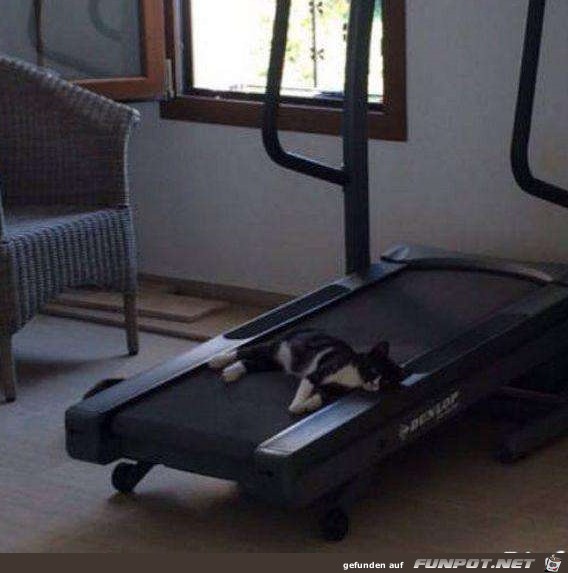 unsere faule Katze unsere faule Katze