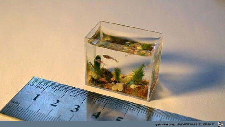kleinstes Aquarium kleinstes Aquarium