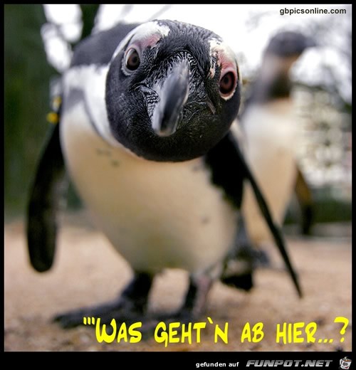 guckst du guckst du