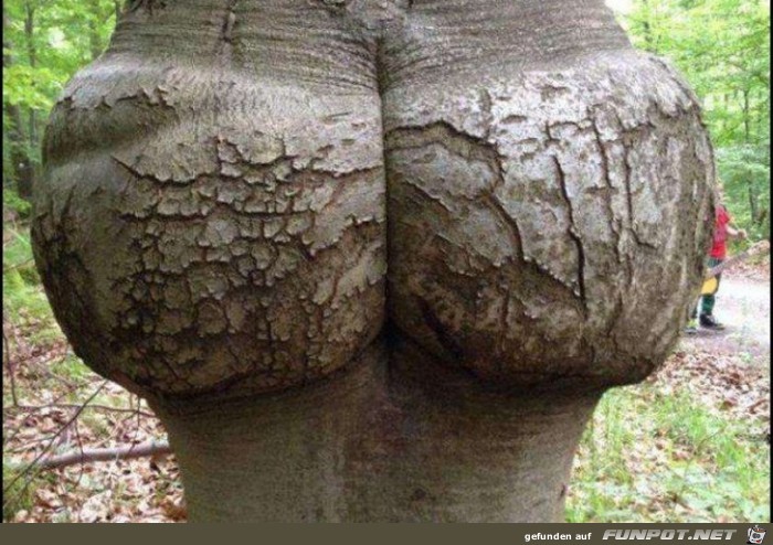 Baum Baum