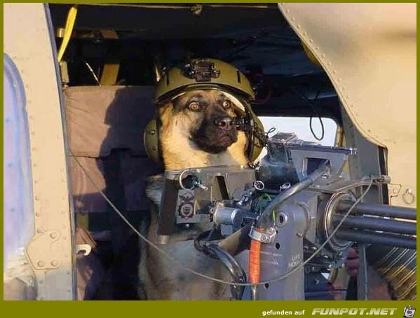 wachsamer Wachhund wachsamer Wachhund