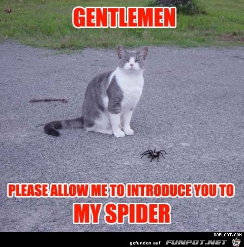funnykatze1 funnykatze1