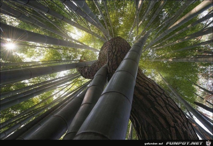 wenn sich der Baum durch den Bamubus windet