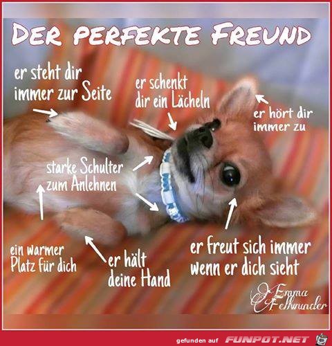 Der perfekte Freund