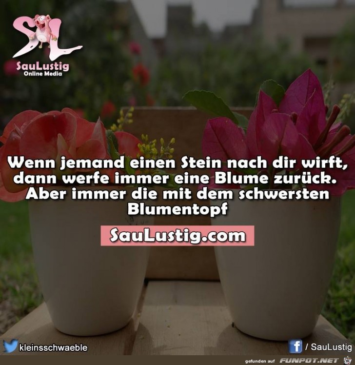 Blumentopf Blumentopf