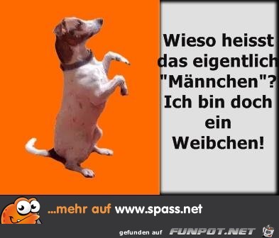 weibchen