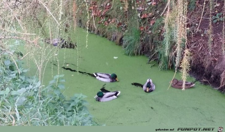 ...schwimmen auf dem See