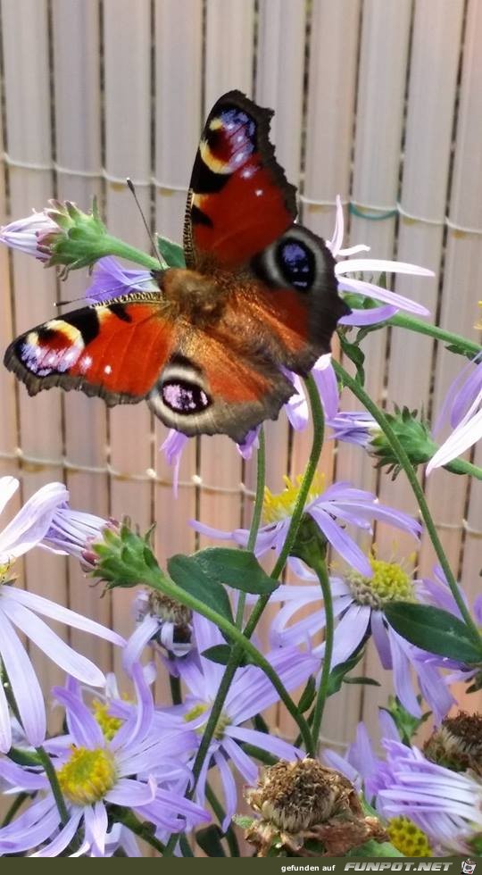 Schmetterling