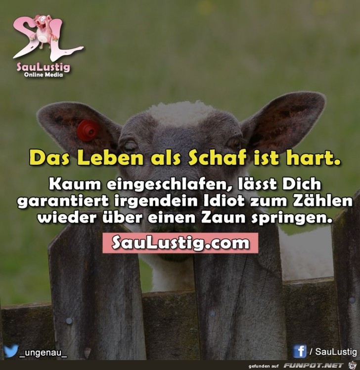 Schaf Schaf